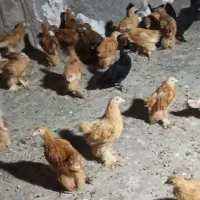 جوجه سلطان وبرهما دوماهه