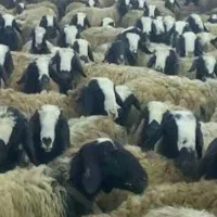 میش2بره زای شال|حیوانات مزرعه|قم, محمد آباد|دیوار