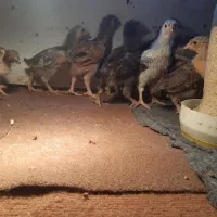 جوجه یک ماهه|حیوانات مزرعه|رشت, شهرک آیت الله منتظری|دیوار