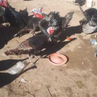 فروش بوقلمون|حیوانات مزرعه|کشاورز, |دیوار