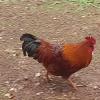 مرغ و خروس محلی( لاستیک )