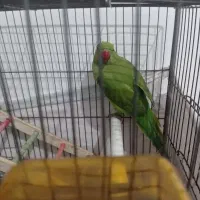 طوطی ملنگو ماده