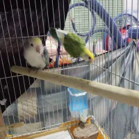 کوتوله برزیلی|پرنده|ابرکوه, |دیوار