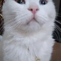 آناگورا سفید اجتماعی|گربه|ارومیه, |دیوار