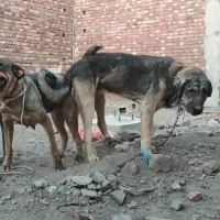 توله سگ عراقی