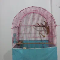 پرنده ی طوطی نر  دستی|پرنده|مریوان, |دیوار