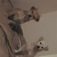 سگ پاکوتاه|سگ|محمدیه-قزوین, |دیوار