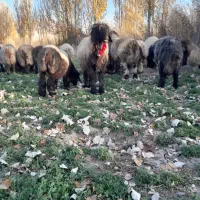 بره میش قوچ|حیوانات مزرعه|فارسان, |دیوار