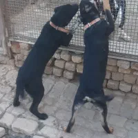 2عدد سگ نرو ماده 6ماه برای نگهبانی و گله|سگ|قم, شاه ابراهیم|دیوار