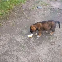 توله دورگ سرابی|سگ|عباسآباد, |دیوار