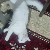 دو عدد گربه پرشین کلاسیک|گربه|ارومیه, |دیوار