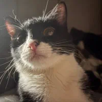 واگذاری گربه