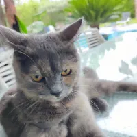 گربه|گربه|پاکدشت, پاکدشت (مامازند)|دیوار