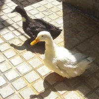 فروش دوتا اردک سالم وقشنگ