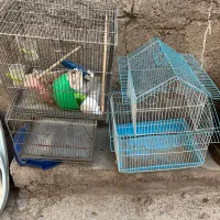 قفس مرغ تخمگذار، کبک ،بلدرچین|لوازم جانبی حیوانات|تهران, اقدسیه|دیوار