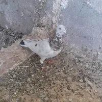 فروس سه تا نر خال سرخ افشون و سیاه و کله هما