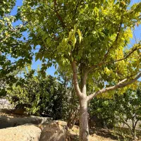 باغ با بنا (انواع درختان میوه بارده )|فروش زمین و ملک کلنگی|اسلامشهر, شهرک احمدیه|دیوار