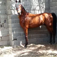 اسب عرب|اسب و تجهیزات اسبسواری|بم, |دیوار