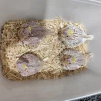 جوجه عروس هلندی|پرنده|شیراز, کوشک میدان|دیوار