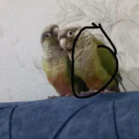 پرنده گرینچگ|حیوانات|قم, ولیعصر|دیوار