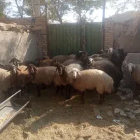 30راس شیشک ابستن رومایه