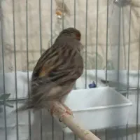 یک عدد قناری ماده کاملا آماده جفت لونه گرم میکنه|پرنده|مریوان, |دیوار