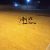 با سلام یک عدد کوله یک ساله ب شرط گله.