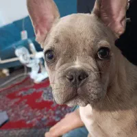 فرنچ بولداگ