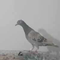 سرکه ای پولکی بچه خط دار
