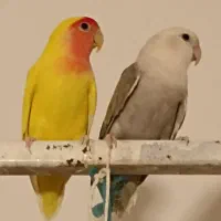 کوتوله جفت مولد|پرنده|مرند, |دیوار