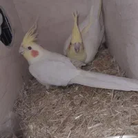 سالم و بدونه مریزی هستن