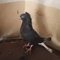 کبوتر اشعل درجه یک