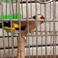 سهره قفسی|پرنده|خمینیشهر, |دیوار