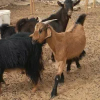 کهره چپش الپاین- مورسیا