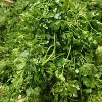 سبزیجات ارگانیک|عمده‌فروشی|نیشابور, خیام|دیوار