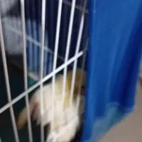 موتور۲۰۰سی 1403 کارکرد6000 سند