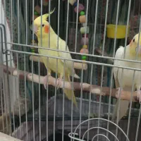 جفت عروس هلندی لوتینو با جوجه