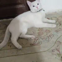 گربه