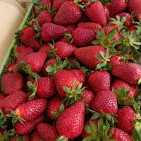 بوته توت فرنگی کاماروسا و گاویتا