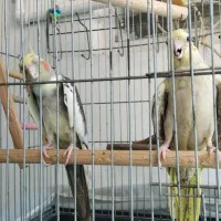 عروس هلندی|پرنده|گلستان (تهران), |دیوار