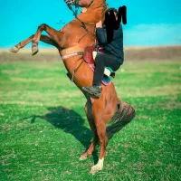 اسب کرد نریون