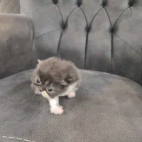 بچه گربه پرشین|گربه|بندر انزلی, سی متری|دیوار