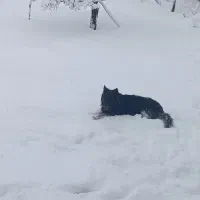 واگذاری سگ ژرمن بلک فیس