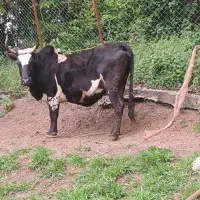 گاو شکم دار