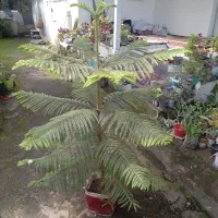 گل و گیاه|گل و گیاه طبیعی|خمام, |دیوار