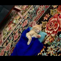 واگذاری بچه گربه dsh|گربه|ایلام, |دیوار