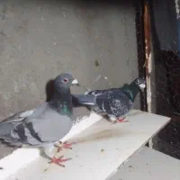 کفتر سبز آلمانی زات دار