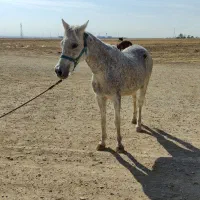 اسب|اسب و تجهیزات اسب‌سواری|فامنین, |دیوار