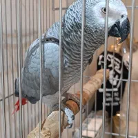 کاسکو پرحرف بازیگوش یسال ونیم