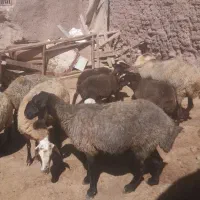 میش بردار